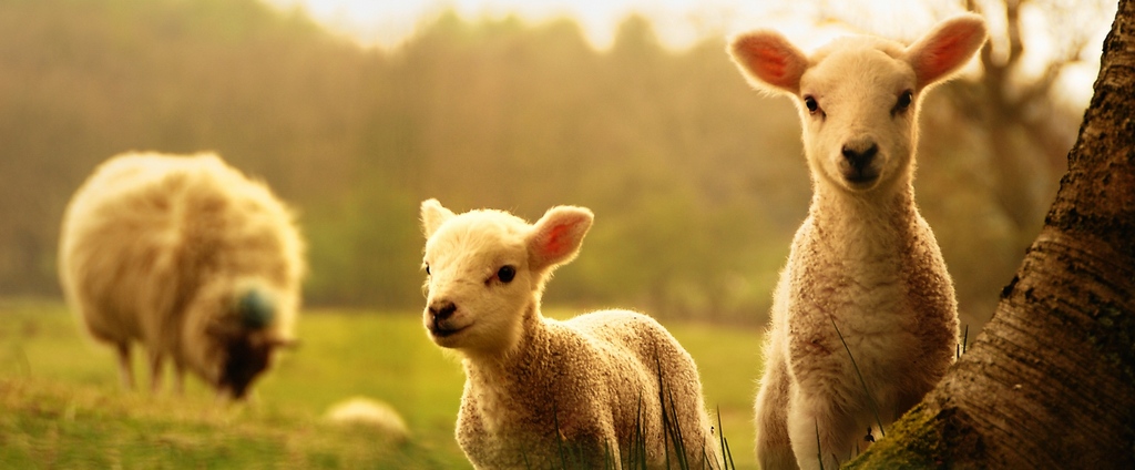 Объявления о сельскохозяйственных животных | ЗооТом - продажа, вязка и услуги для животных в Нефтекумске