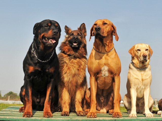 Крупные породы собак в Нефтекумске | ЗооТом портал о животных